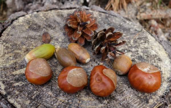 Naturmaterialien eigenen sich wunderbar zum Spiele basteln für Kinder